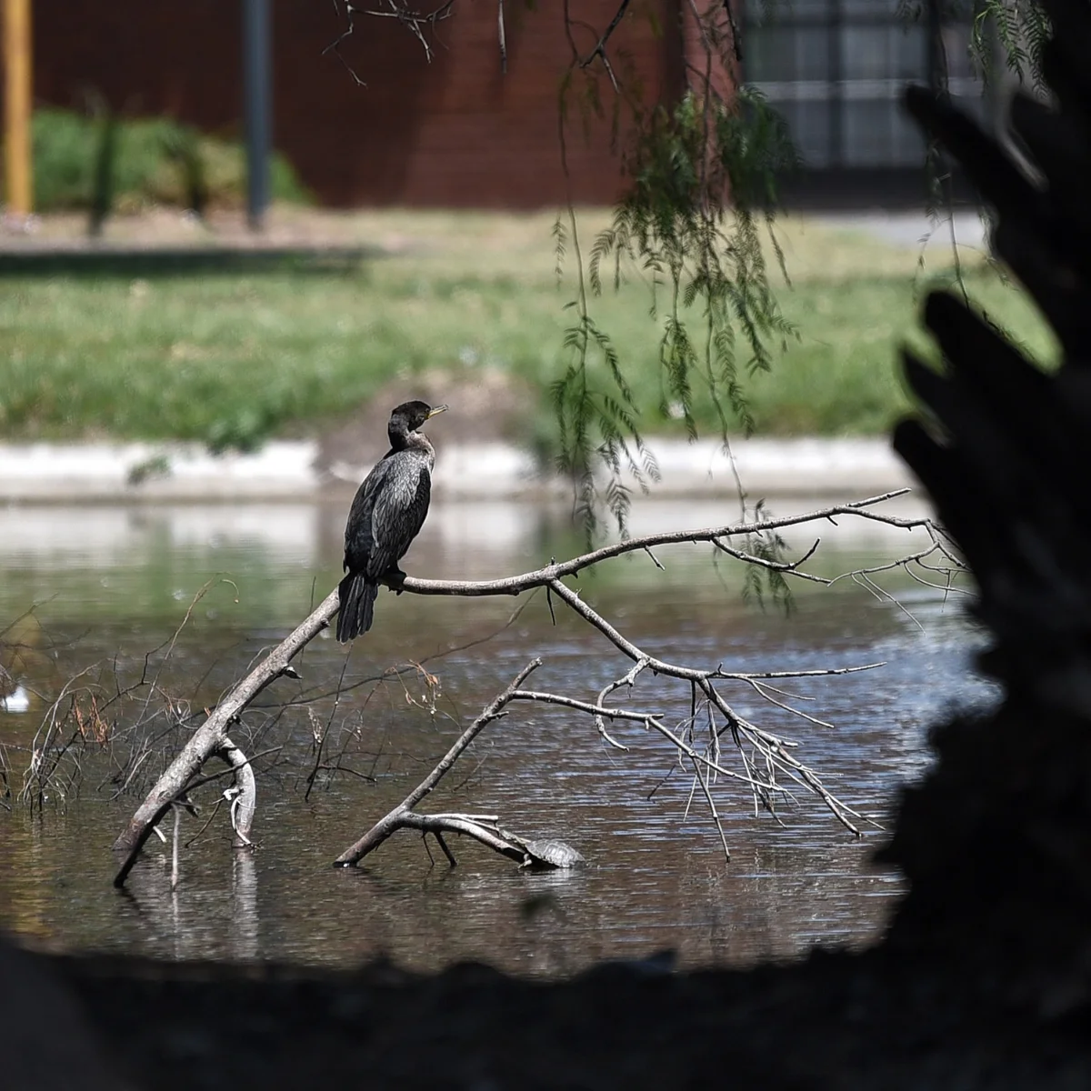 Jueves de humedales en el Parque Garay